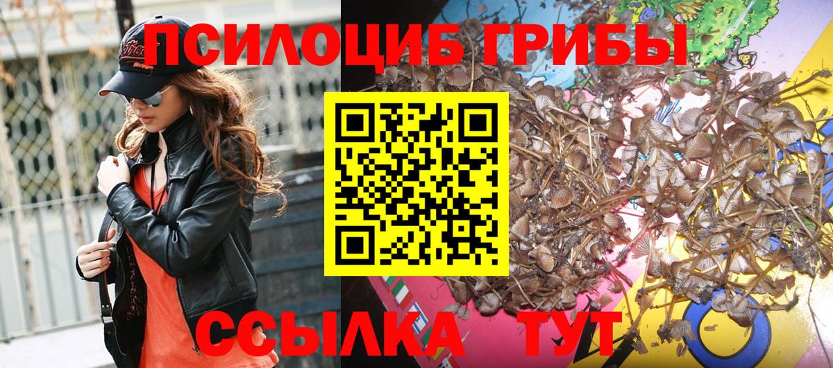Псилоцибиновые грибы Psilocybe Фрязино